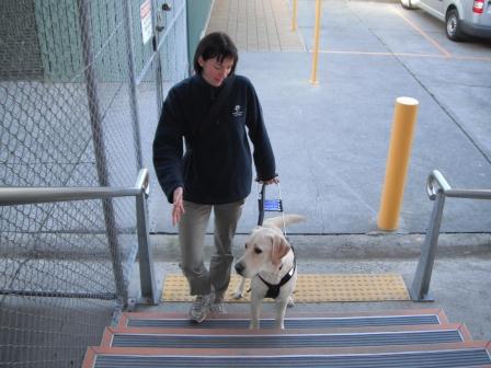Trainer with Seeing Eye Dog working on climbing stairs
